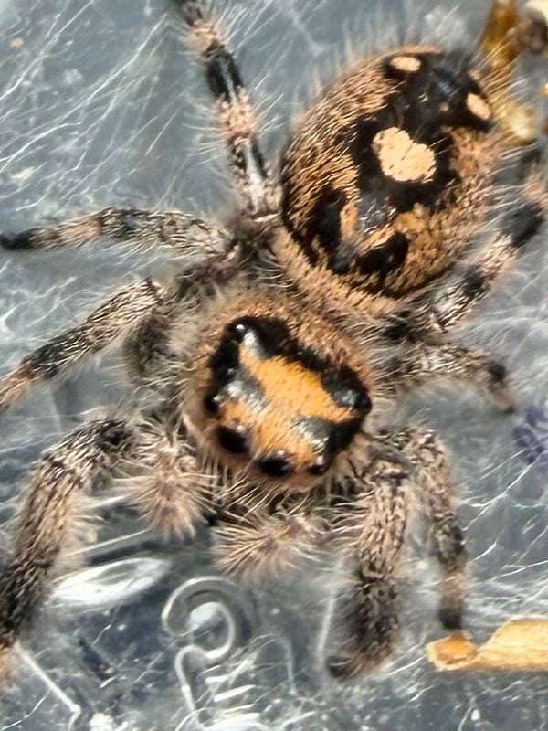 41D: i7 burnt orange female