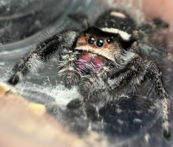 41J: LARGE Halloween colored just matured female
