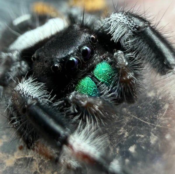 41K: subadult Apalachicola male