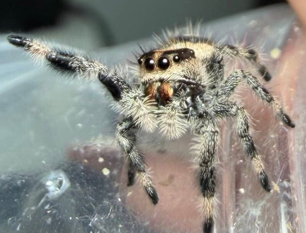 41L:🍬 i7 female from cream mom