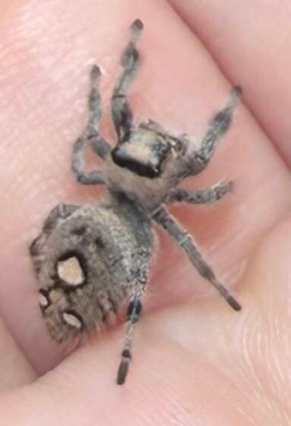 41O: i8 grayish light female