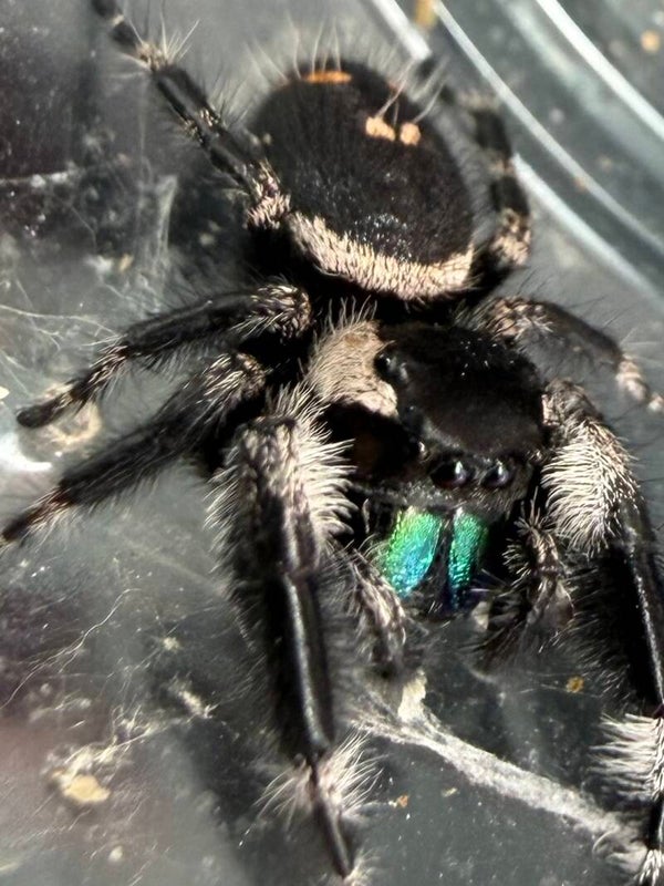 41Q: just matured Otiosus variant male