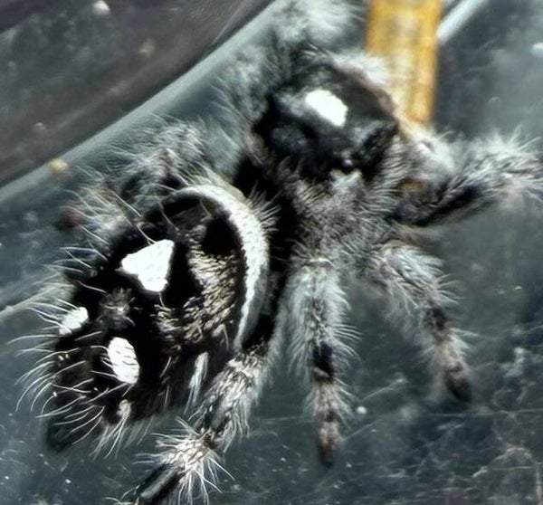 41R:🍬 i7 female from Oreo mom