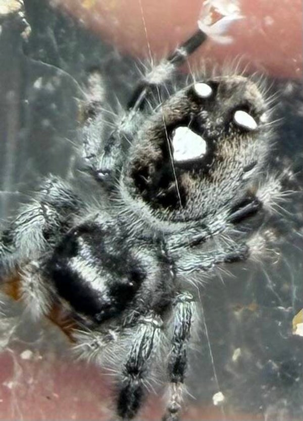 41T: i7 white recessive male from white mom
