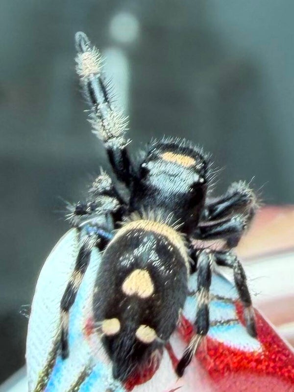 41W:🎃 i7 Halloween colored female
