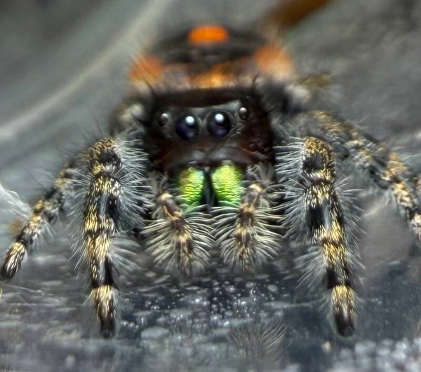 41X: subadult female big bend audax