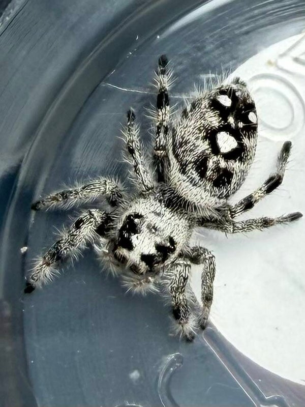 17A: subadult white line female