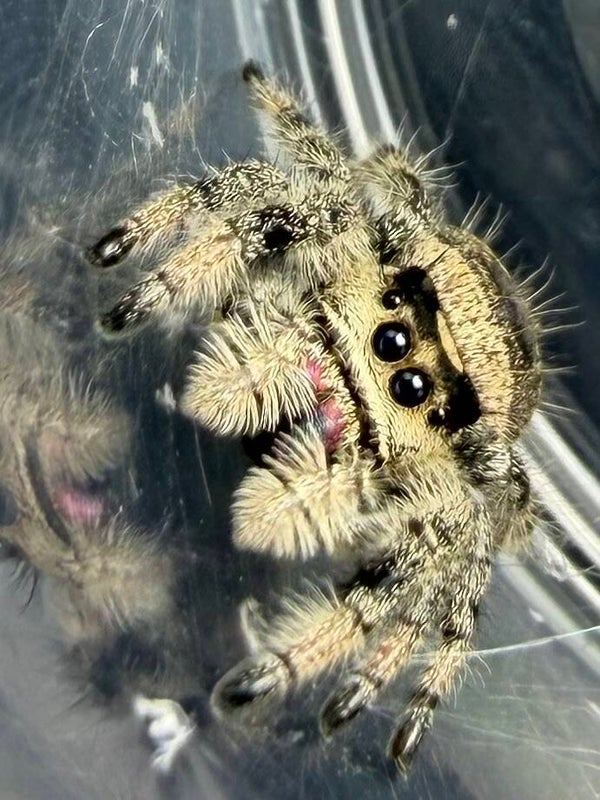 17C: subadult apalachicola female