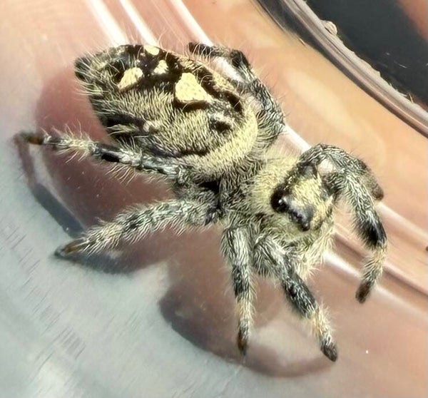17G: i8 light female
