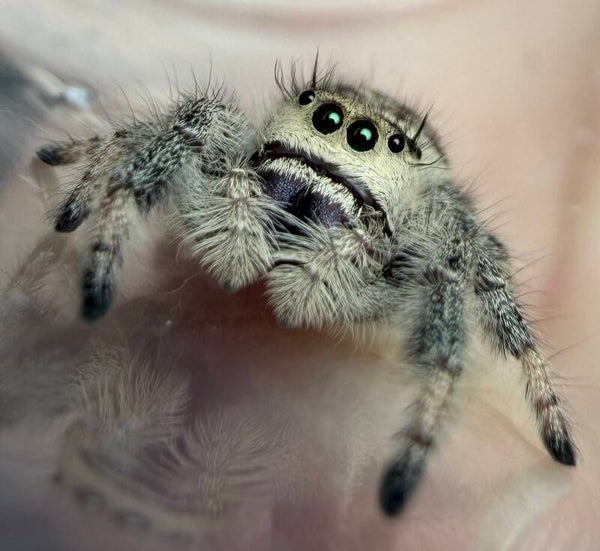 17H: subadult light female