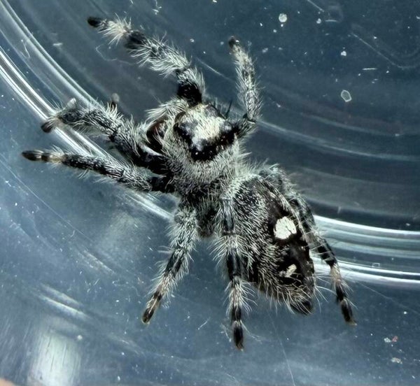 17J: i7/i8 Oreo female