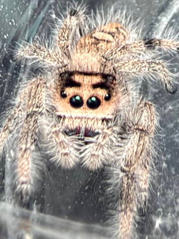 41O: subadult peach female
