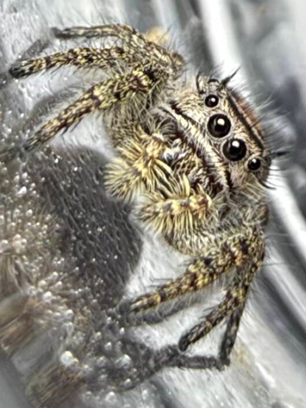 Adumbratus juveniles i6/i7