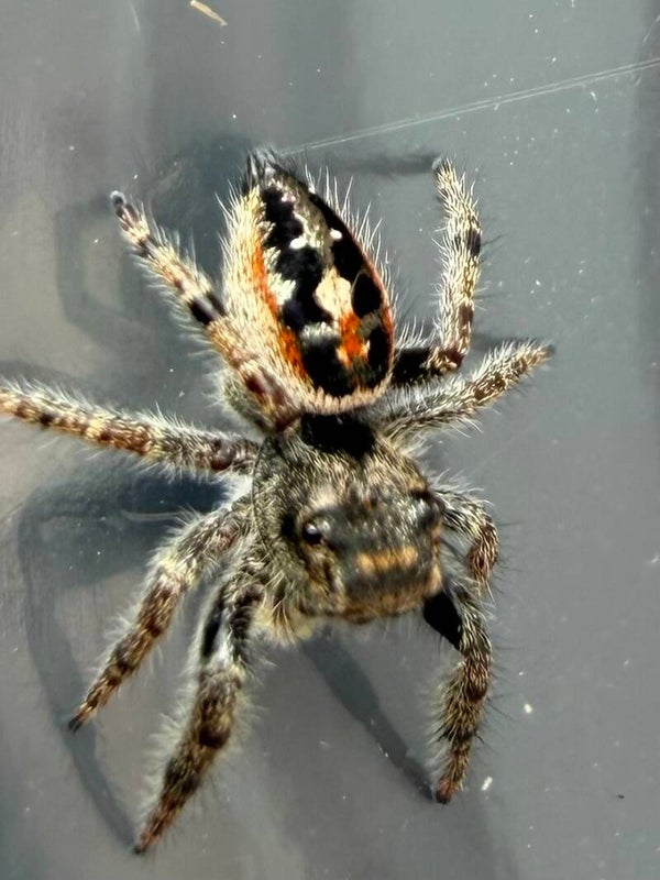 Adumbratus juveniles unsexed (category)