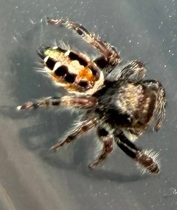 Californicus juveniles unsexed (category)