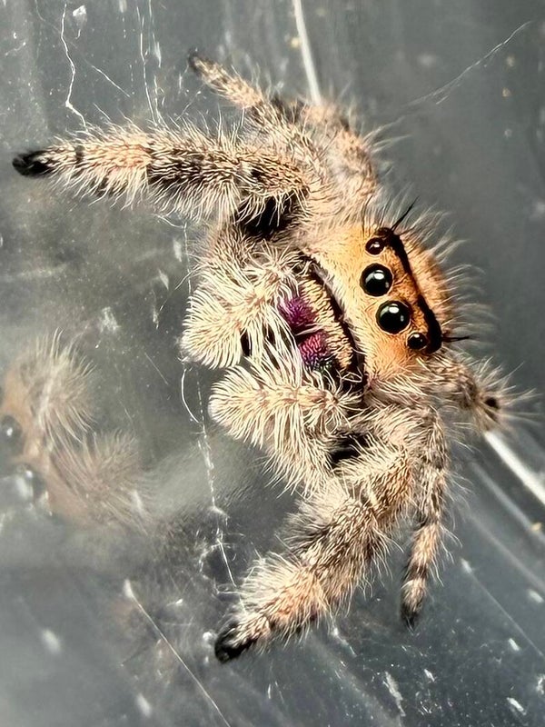 18A: peachy subadult female