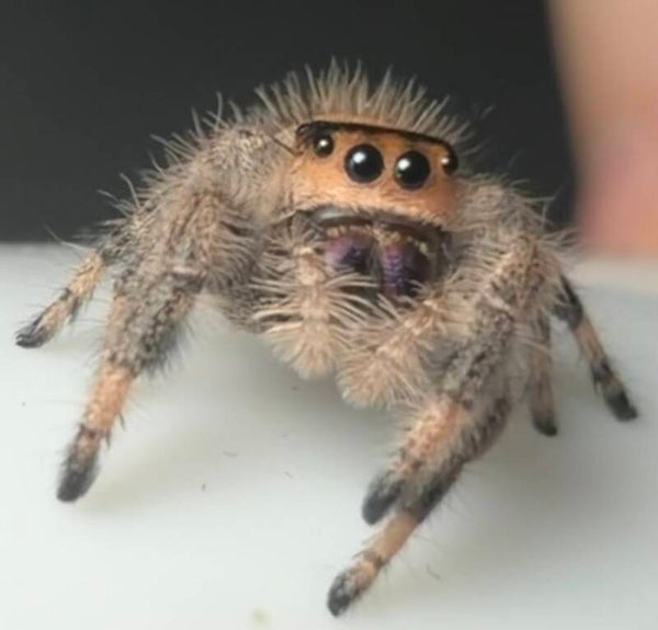 18J: i8 orange female