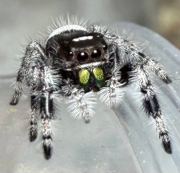 18L: i7 white recessive white banded male