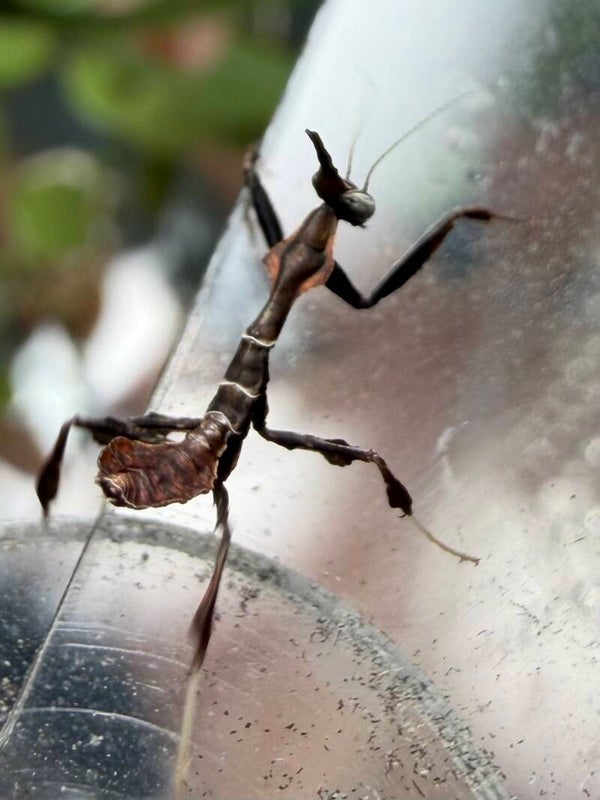 Ghost mantis L2 nymphs