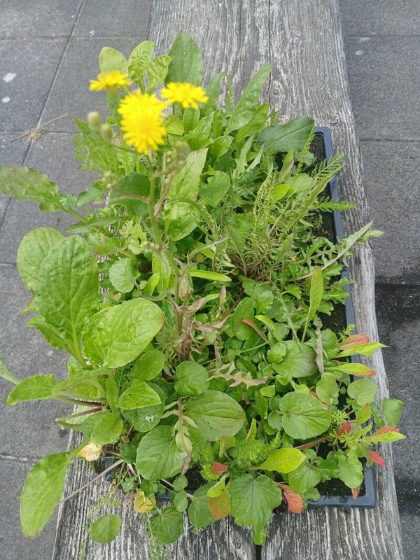 Bloemzoden (wilde bloemen)