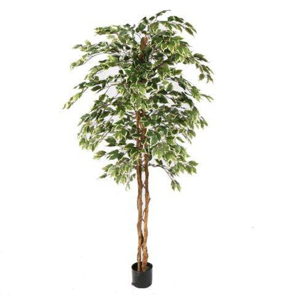 Ficus met Groen-Witte Bladeren – 180 cm of 210 cm