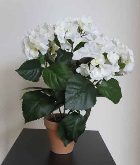 Emerald Hortensia Wit , Rose en Blauw