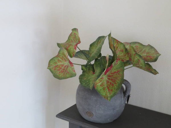 BRYNXZ kan inclusief Anthurium opmaak