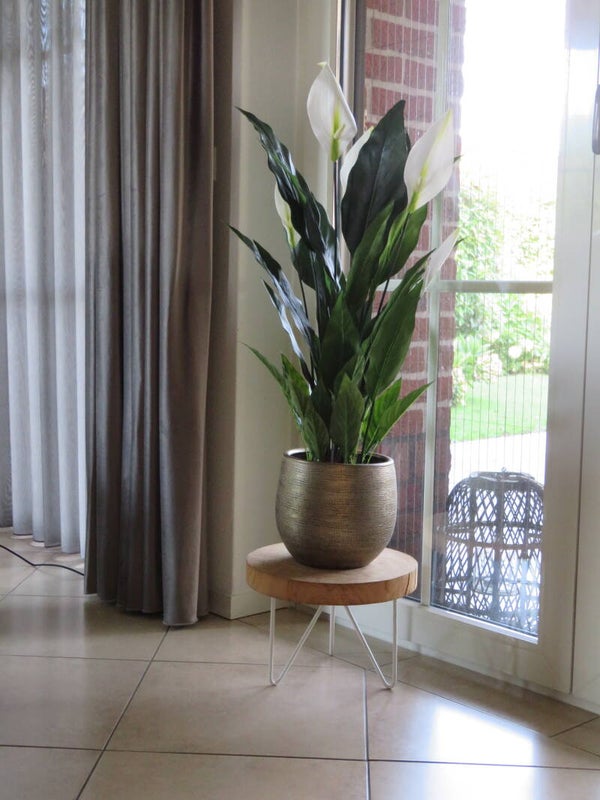 Lepelplant ( Spathiphyllum )