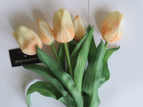 Tulp - Zalm/Creme - 5 stuks - Countryfield