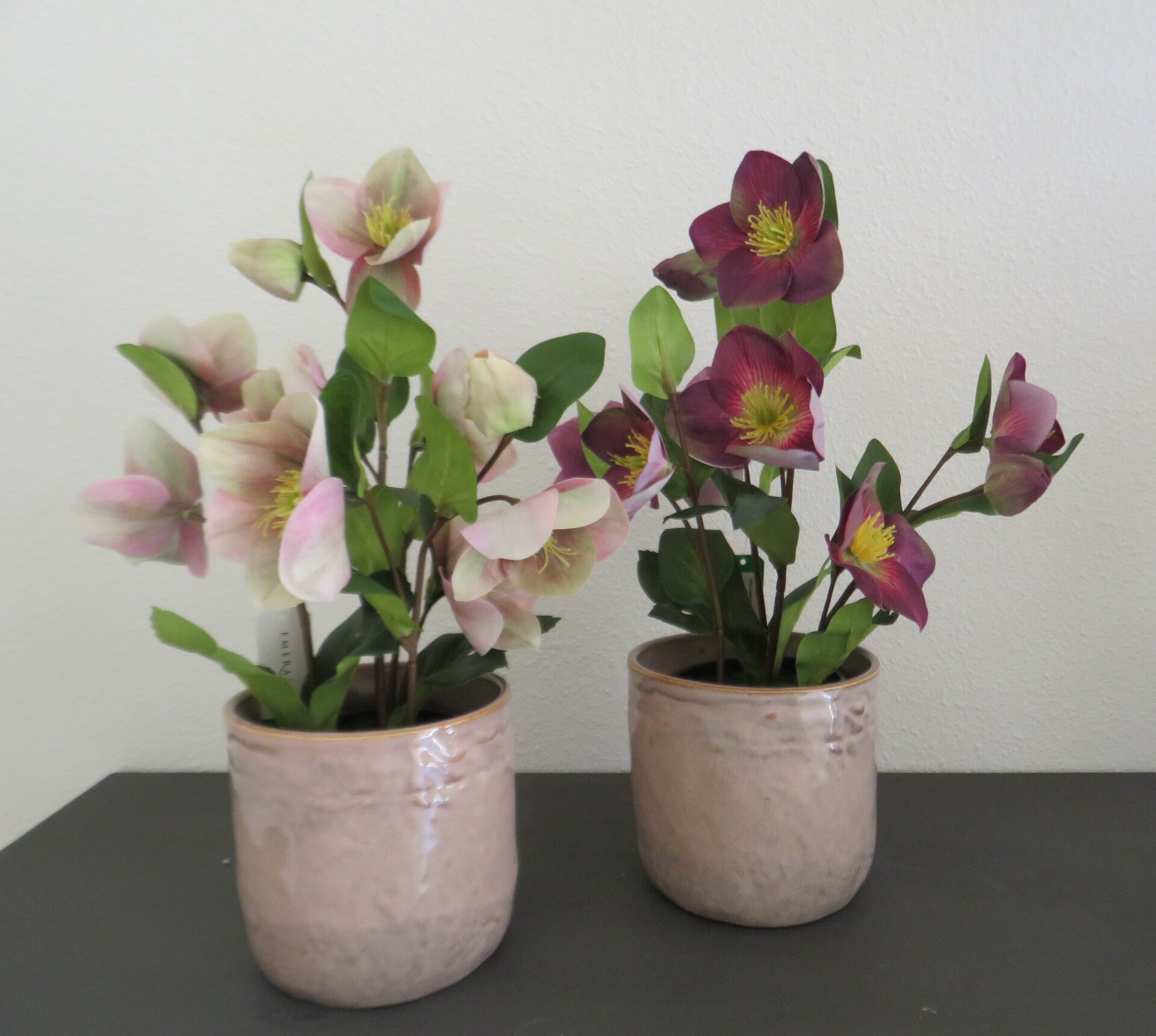 Helleborus (Kerstroos) – Paars & Oudroze – 33 cm – Inclusief Oudroze Pot (12 cm)