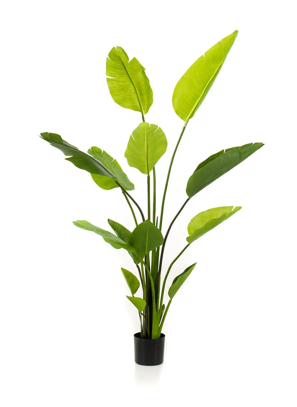 Strelitzia 150 cm hoog