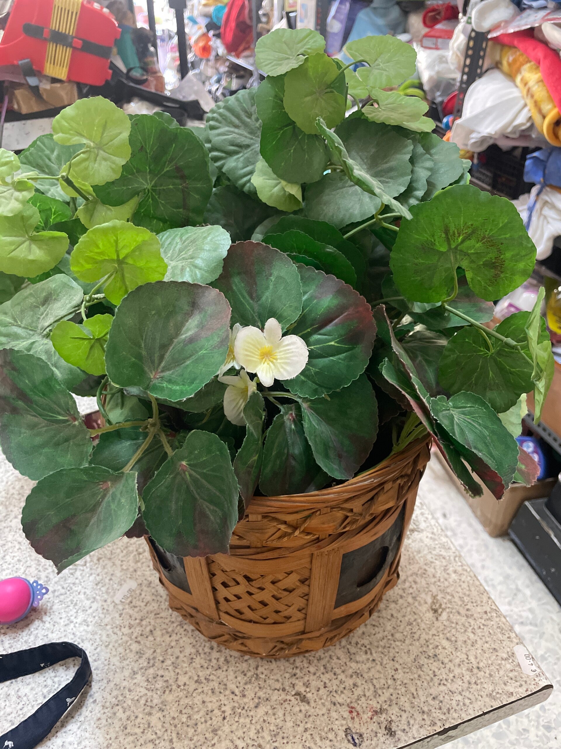 Plastic Plant - Decor