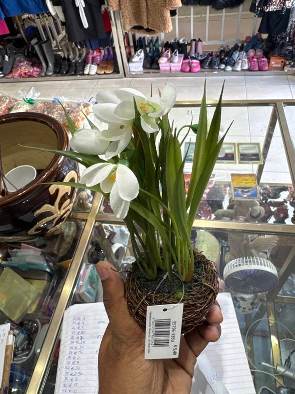 Plant - Decor ****