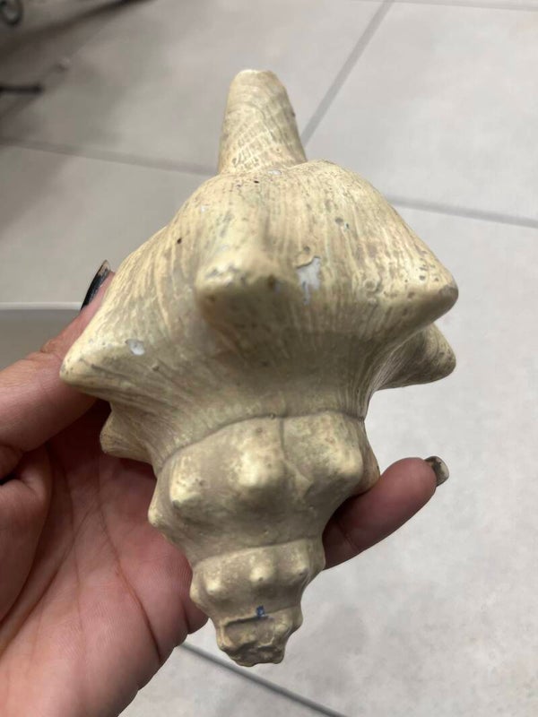 Shell Ornaments-Decor***