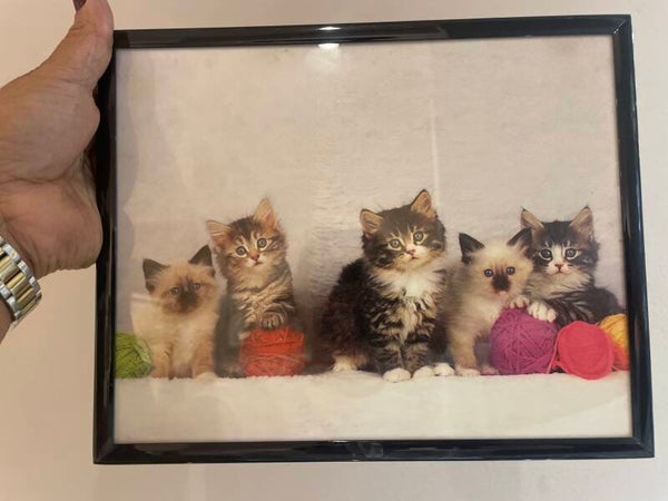 Five Fluffy Kittens - Frames