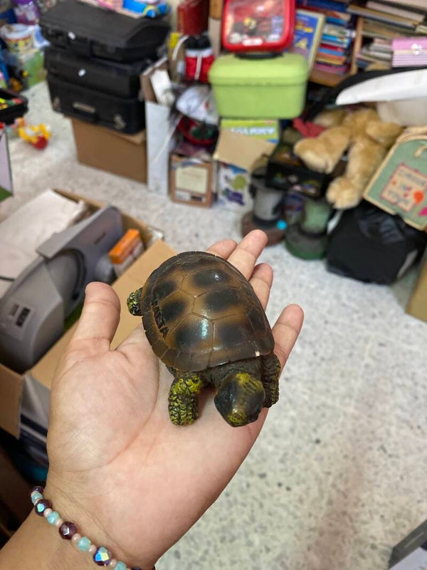 Tortoise - Figurines