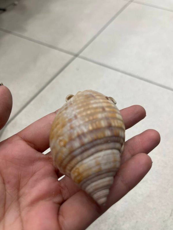 Sea Snail Shell-Decor***