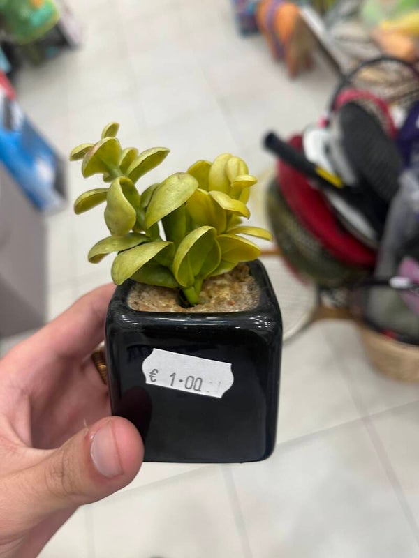 Miniature Plant - Decor