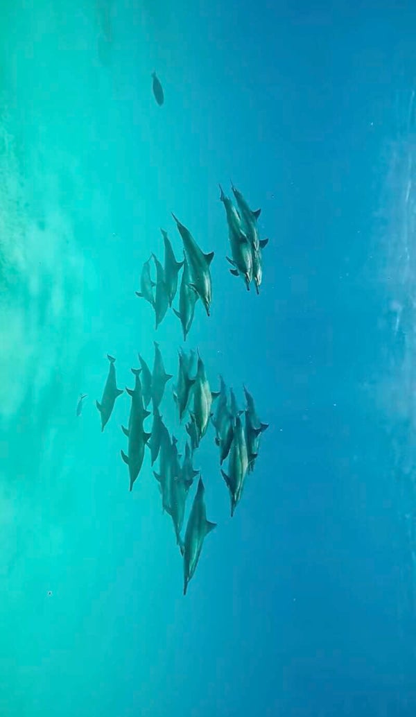 Dolphin healing therapy Sataya
