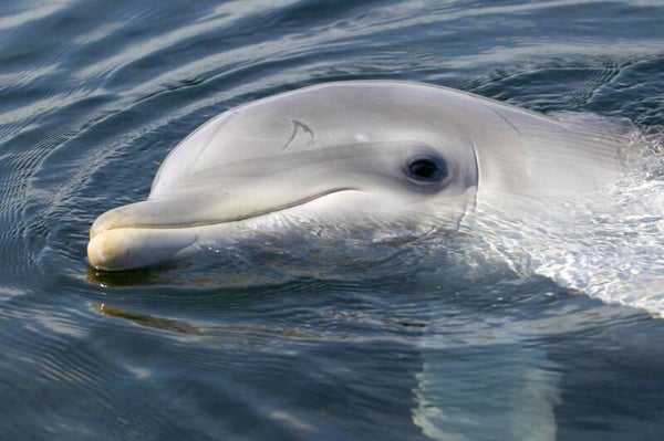 In the water program Dolfinarium