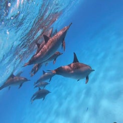 dolphins-standard.jpg