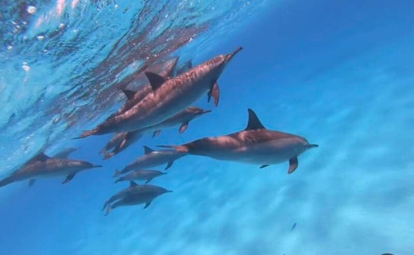 Dolphin healing therapy session per hour