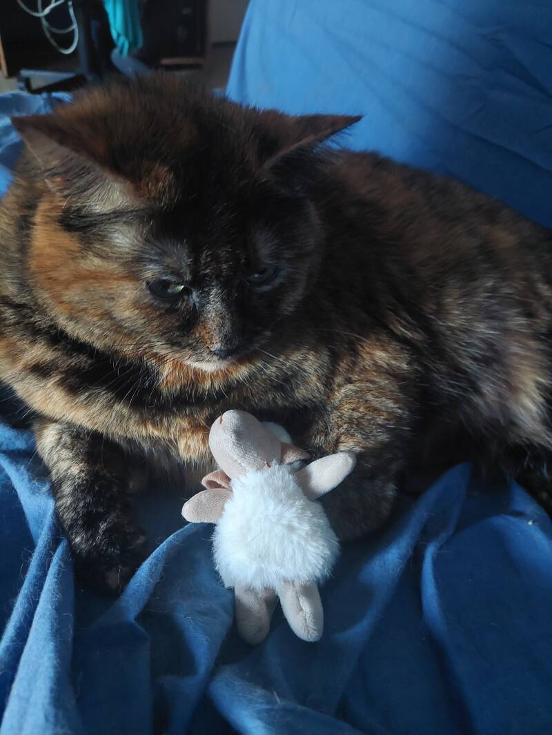 Cassie et don doudou mouton