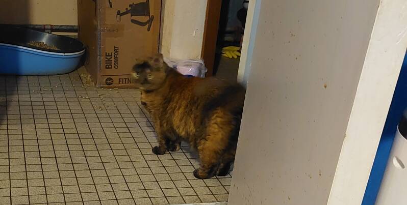 Cassie qui garde la maison