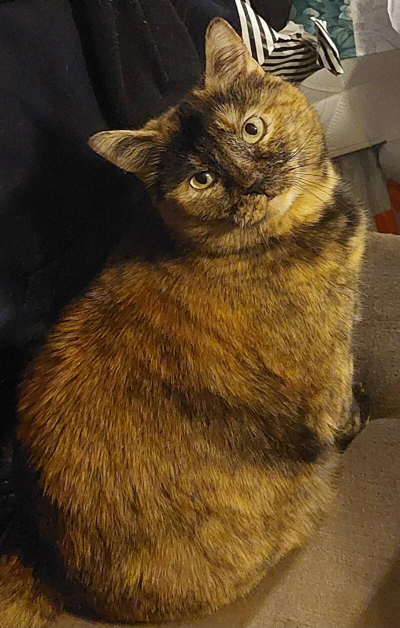 Cassie verry beautiful cat