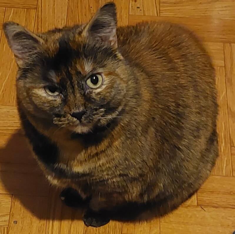 Cassie qui meragarde