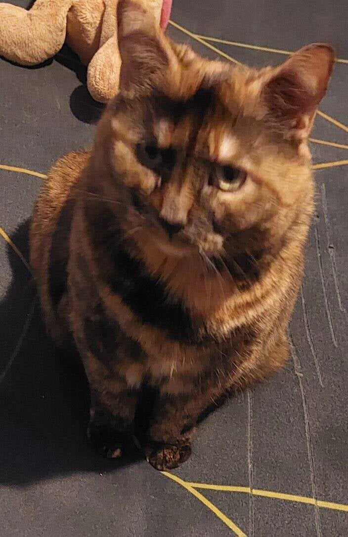 Cassie a envie de croquettes 