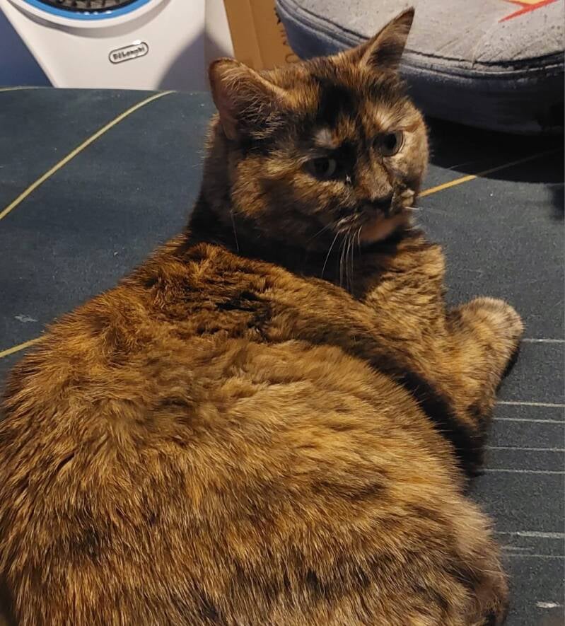 Cassie en méditation 