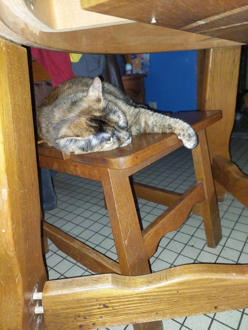 Cassie qui a trop chaud