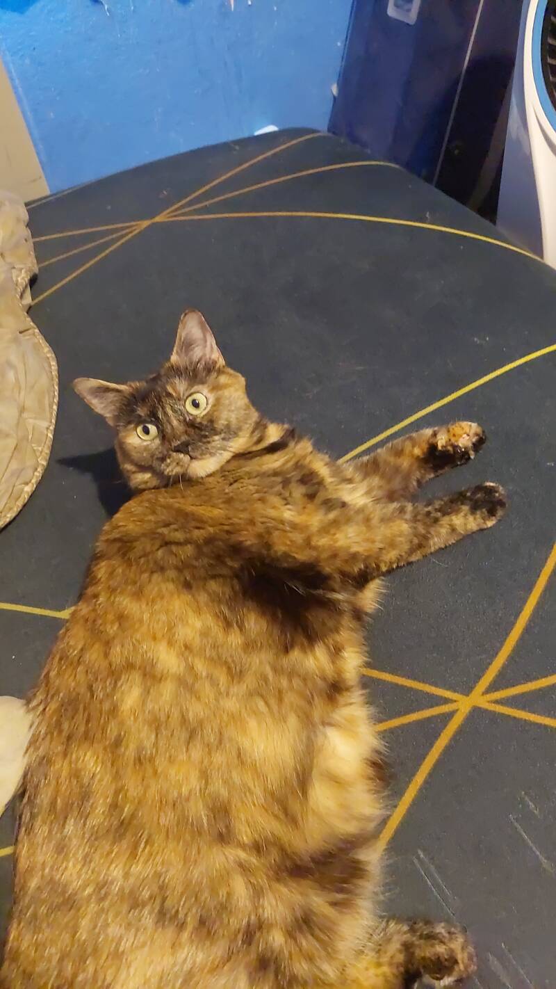 Cassie en pleine réflexion 